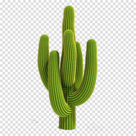 Cactus Clipart Png - Cartoon Cactus | Boddeswasusi