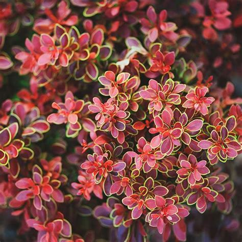 Admiration Barberry Shrubs for Sale | FastGrowingTrees.com