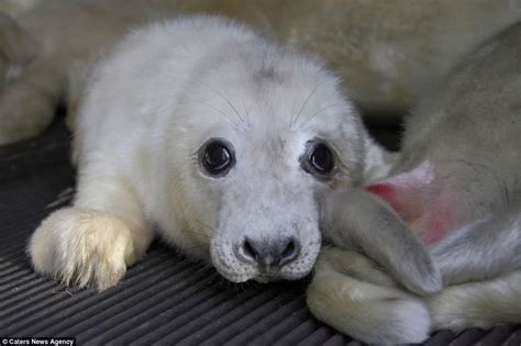 More than 100 orphaned seal pups rescued by RSPCA | Seal pup, Baby animals, Pup