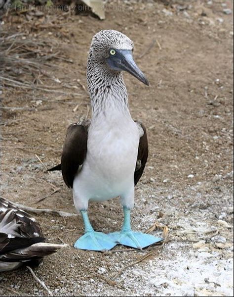 Blue-Footed Booby Information and Picture | Sea Animals