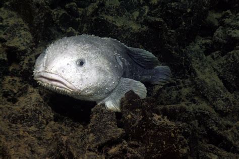 Blobfish – Strange Sea Dwellers