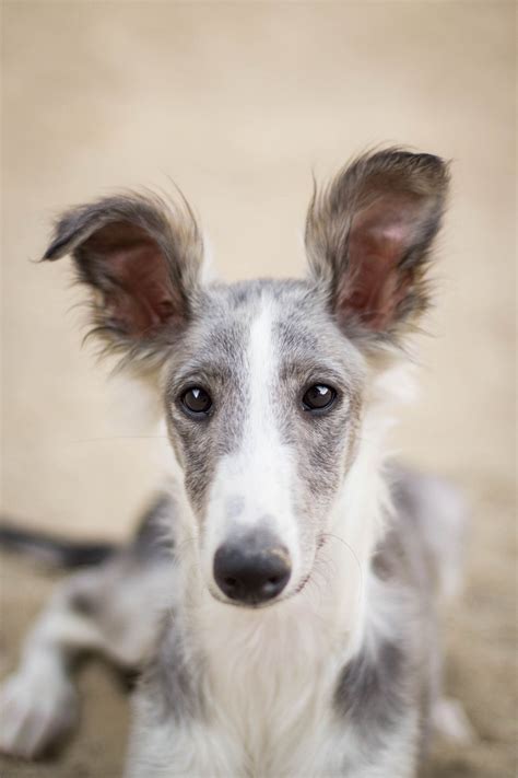 Silken Windhound - Temperament, Lifespan, Shedding, Puppy