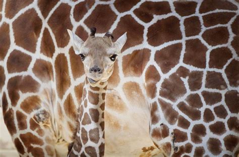 Photos: 105 shots of Omaha’s Henry Doorly zoo animals through the years