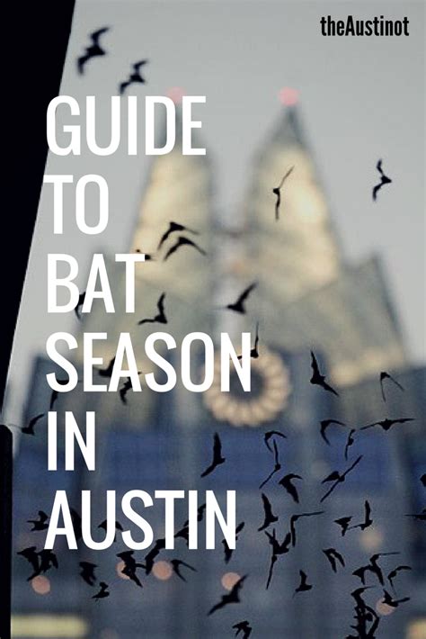 Guide to Bat Season in Austin - The Austinot