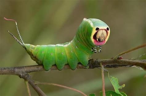 Caterpillars: the cute, the quirky and the almost-creepy - Dusky's Wonders