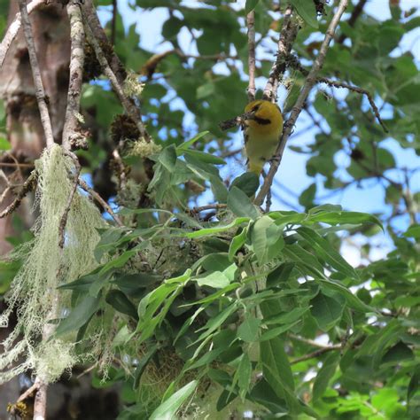 Observing Nesting Bullock's Orioles - MCRCD