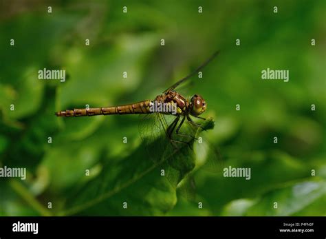 Common Darter Dragonfly uk Stock Photo - Alamy