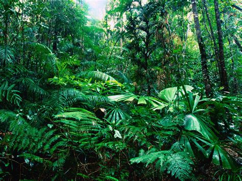 tropical rainforest vegetation : Biological Science Picture Directory – Pulpbits.net