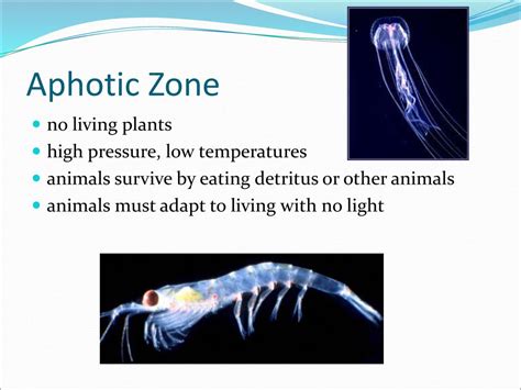 Aphotic Zone Animals