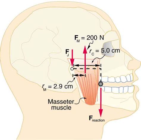 Forces and Torques in Muscles and Joints | Physics