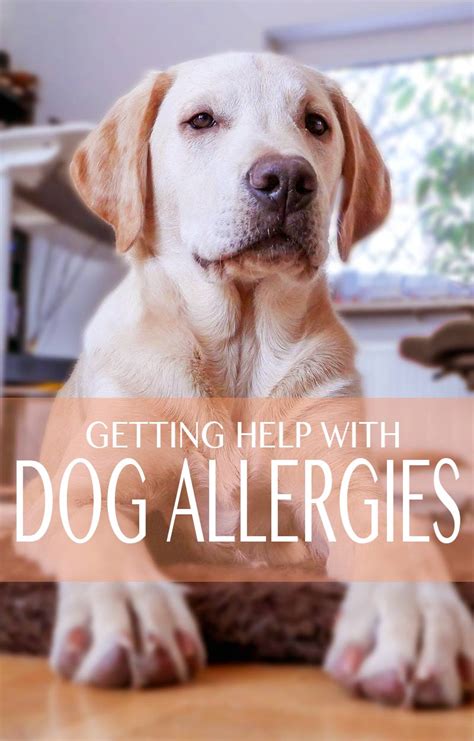 Common Allergies in Labrador Retrievers