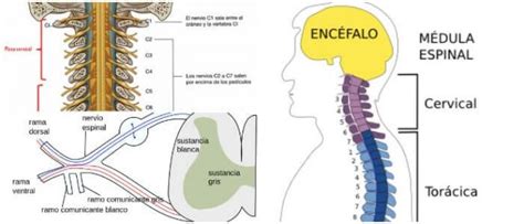 Nervios Raquídeos: ¿Qué Son? Estructura y Sus Diferentes Funciones ...