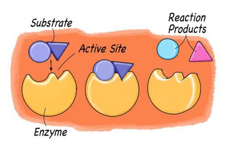 AquaSource Enzymes & Algae 60 Veg Caps | Science activities for kids, Enzymes, Enzymes activity