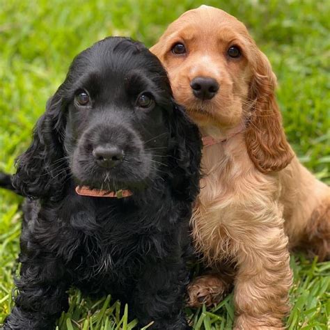 Adorable cocker spaniel puppies for sale near me