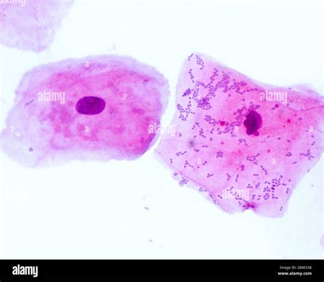 Epithelial cell hi-res stock photography and images - Alamy