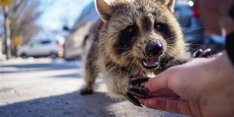 What To Do If A Raccoon Bites You? (Best Treatment)