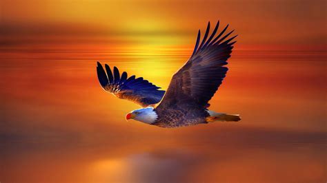 High Resolution Flying Eagle 4K 8K HD Wallpapers | HD Wallpapers | ID #31133