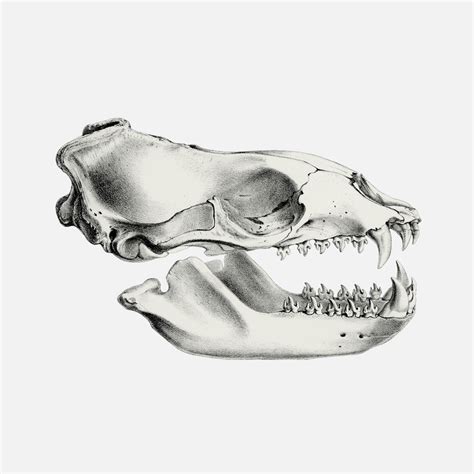 Leopard Seal Skull - TofuJoe