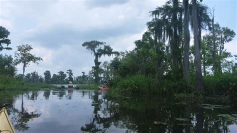 Southeastern Louisiana Paddling: Kayaking Natalbany River to North Pass Manchac, via Lake ...