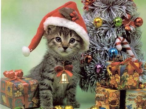 santa-cat-christmas-wallpaper