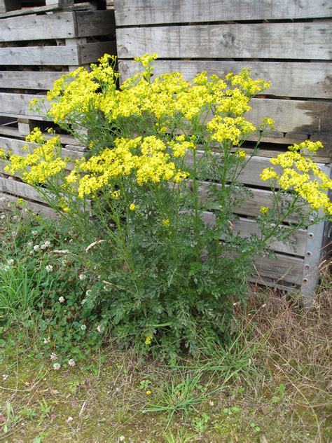 New Horse Owners: How to recognise Ragwort