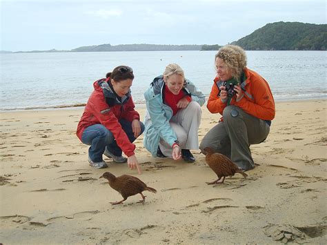 Discover Stewart Island | Rakiura National Park | RealNZ