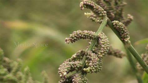 Barnyard millet Echinochloa frumantacea - YouTube