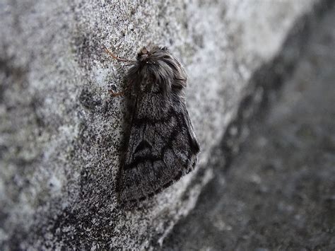 Predators of Moths Leave Utahns Scratching Heads