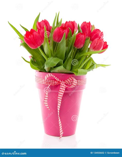 A Bouquet of Red Colorful Tulips Stock Photo - Image of beauty, ribbon ...