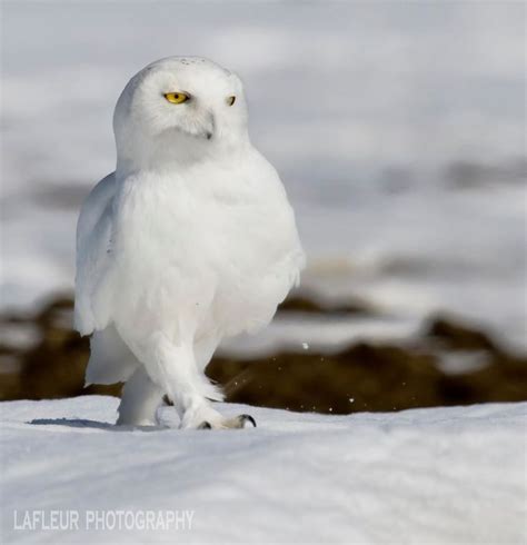 Funny Snowy Owl - Bing images | Snowy owl, Owl, Owl facts