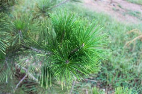 Japanese Black Pine - Halka Nurseries