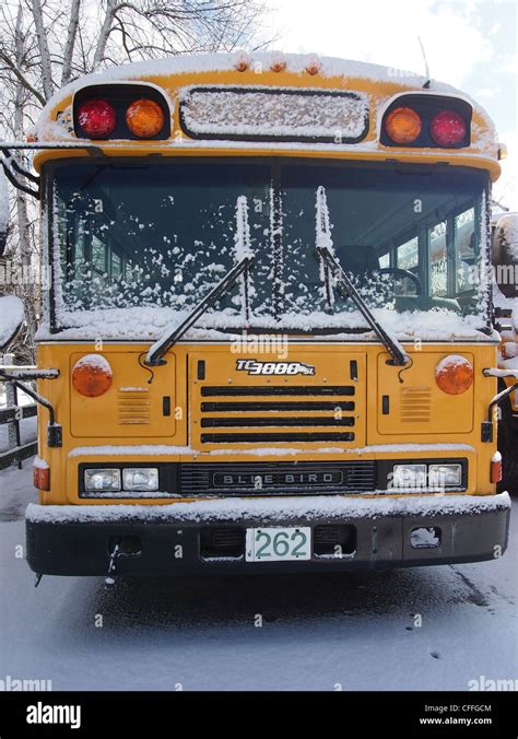 Flat nose of a yellow school bus front only Stock Photo - Alamy