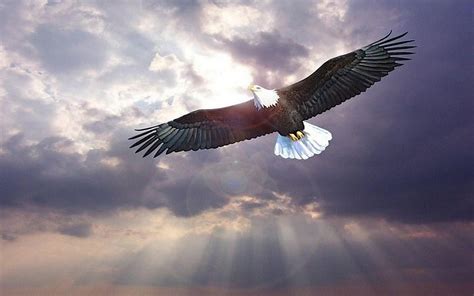 Eagle Flying Bird Wallpaper #6629 Wallpaper | ForWallpapers.com | Eagle ...