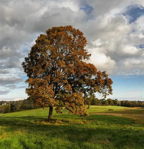 31 Most Common Trees in Kentucky - ProGardenTips