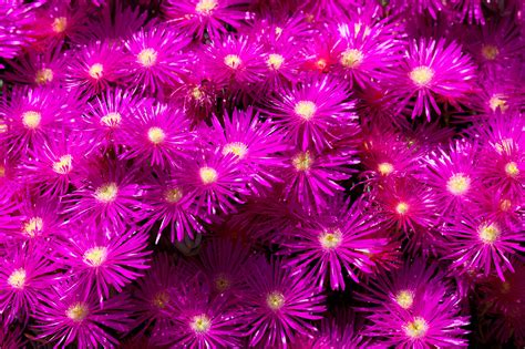 Purple Flower Background Free Stock Photo - Public Domain Pictures