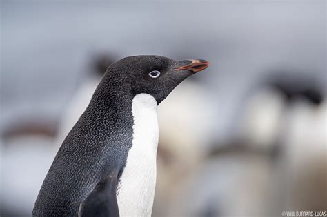 Adelie Penguin | Will Burrard-Lucas