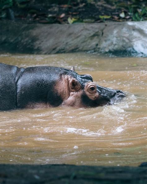 Hippopotamus in Water · Free Stock Photo