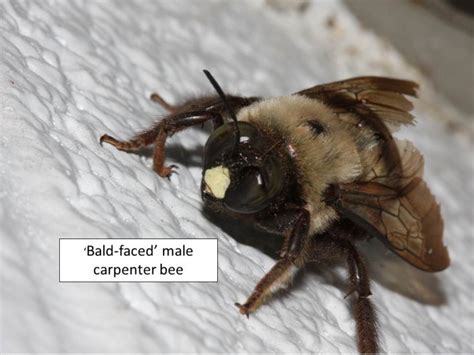 Carpenter Bees | Extension Entomology