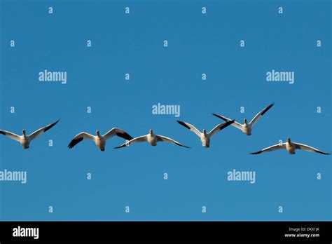 Snow geese flying towards the camera - Chen caerulescens Stock Photo - Alamy