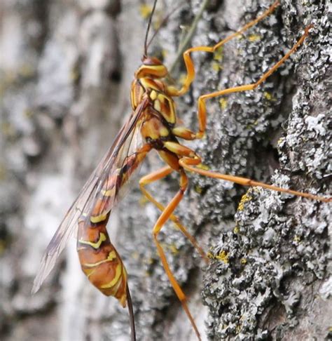 Cottage Country Reflections: A new bug! Giant Ichneumon Wasp - Megarhyssa macrurus