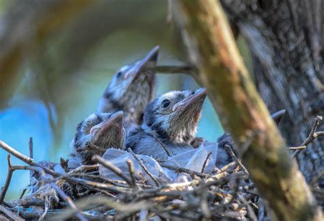 Baby Blue Jays in a Nest | Smithsonian Photo Contest | Smithsonian Magazine