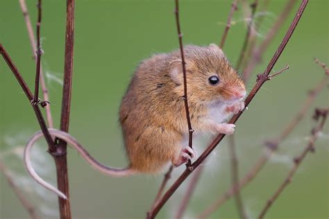 Charwood Farm: A mouse tale | British wildlife, Animals, Pets