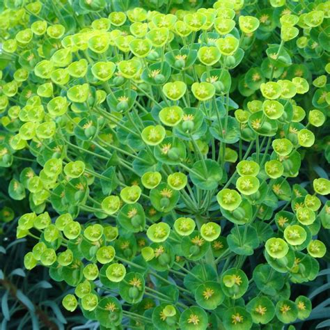 Euphorbia amygdaloides subsp. robbiae | White Flower Farm