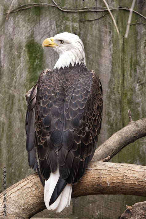 Eagle Perched Back View with Face Looking Right Stock Photo | Adobe Stock