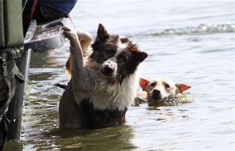 Animal flood rescue | Bangkok Post: learning