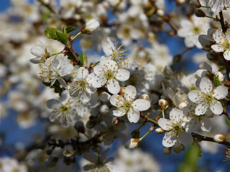 Prunus sp. - Bonsai BCI