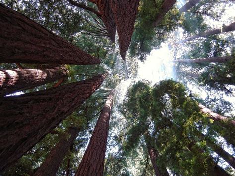 9 Incredible Things You Must See In Redwood National Park with Your RV