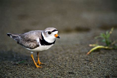 Threatened and Endangered Species | Nebraska Game & Parks Commission