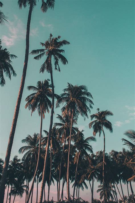 HD wallpaper: palm tree 4k download hd for pc, sky, tropical climate, plant | Wallpaper Flare