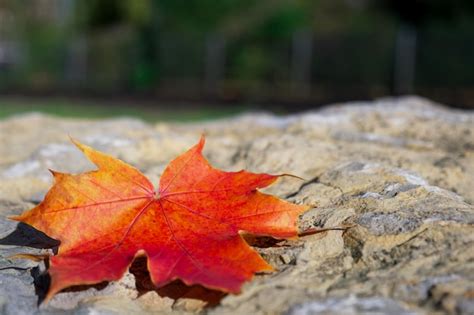 Premium Photo | Red maple leaf lies on a rock on a sunny day